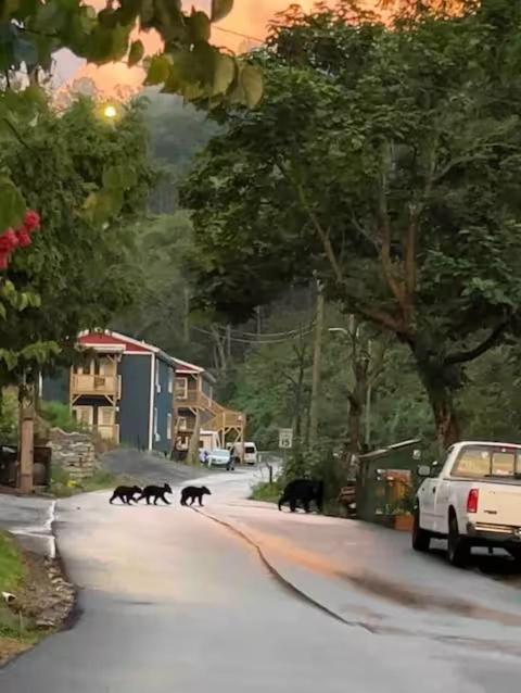 Aparthotel Bears Abound à Gatlinburg Extérieur photo